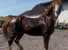 Perfect family pony! 13.1hh section C gelding