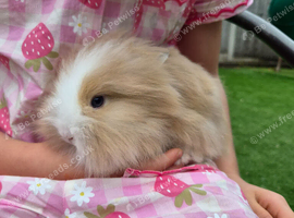 Angora x lion head