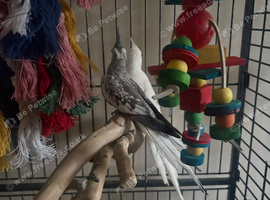 Baby cocktails