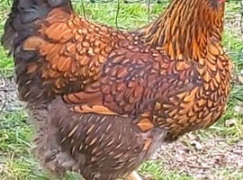 Chicken Hatching Eggs x6 Lucky Dip
