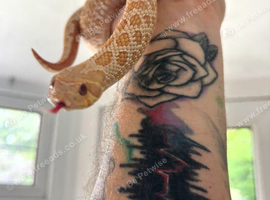 Adult albino hognose