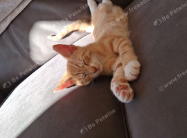 Boy ginger