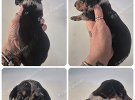PRA CLEAR MINIATURE DACHSHUND PUPPIES