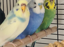 Lovely budgies