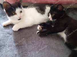 Kittens  for rehoming