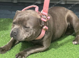 3 year old female blue staff
