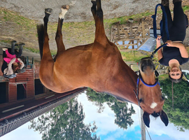 Beautifull standard bred