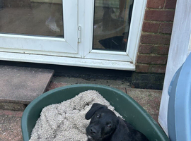 Two All Black Jackapoo puppies ready to go