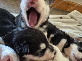Malxhuskie pups