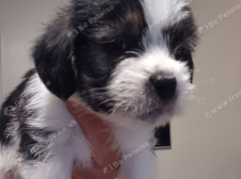 1 boy left for sale. 3/4 shihtzu puppy