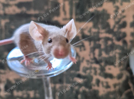 2 Cute Female Fancy Mice