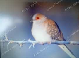 Mutation Diamond doves