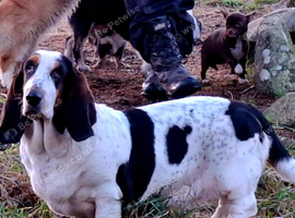 Basset girl