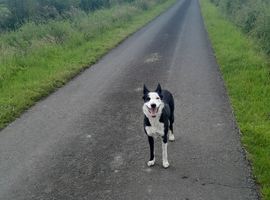 2 year old  border collie