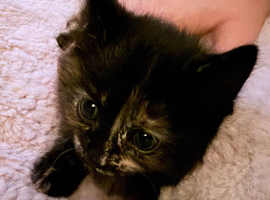 Female kitten for sale
