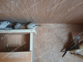 Silverbills