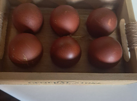 Hatching eggs available