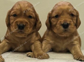 Cocker spaniel pups