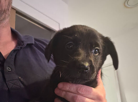 Shepador puppies