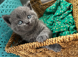British Shorthair kittens