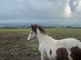 Special Colt Foal looking for loving home