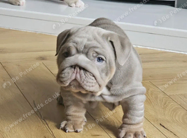 English bulldog puppies