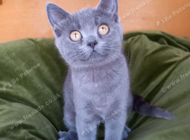 British shorthair kittens
