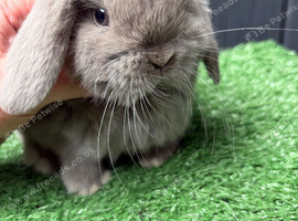 Mini lops available ready now