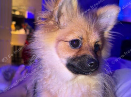 Winnie