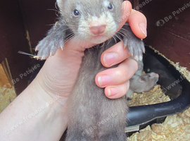 Ferret kits
