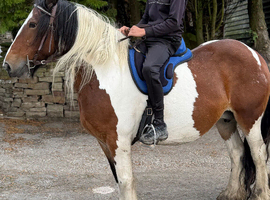 Zafir 14hh 8 year old cob mare