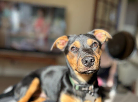 Chorkie