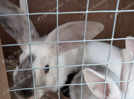 Baby boy bunnies