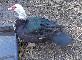 Muscovy drakes