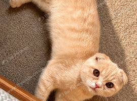 Scottish fold kittens