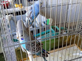 Baby budgies for sale &pound;25 each