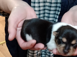 Jack Russel x Boys