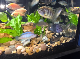 Baby Cichlids