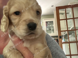7 golden cocker spaniels
