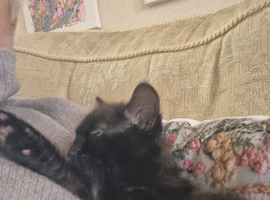 Stunning male black kitten