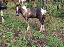 Piebald cob colt foal