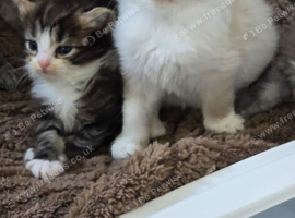 Ragdoll/mainecoon babies