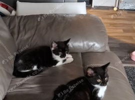 2 femail kittens 12 weeks old