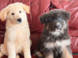 Ready to leave pedigree GSD pups