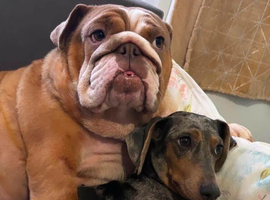 Female English Bulldog