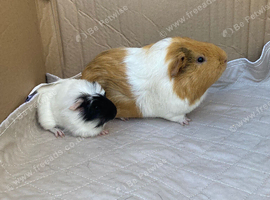 Male Guinea pigs