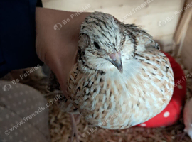 4 stunning quail &pound;5 a pair or &pound;2.50 each