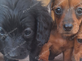 Dachshund puppies