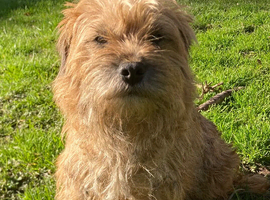 Lovely 8 year old border terrier