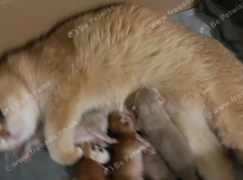 Rare Cy12 & Ny12 British Shorthair Kittens